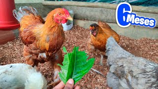 Gallinas Polacas Brahmas Gigantes y Criollas poniendo su primer Huevo  Después de 6 Meses [upl. by Filbert]