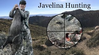 Javelina  Hunting Americas Biggest Rodent [upl. by Kinson]