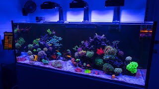 Nathans HighEnd Reef  Coral Husbandry Nutrition and Equipment Explained [upl. by Ekalb]