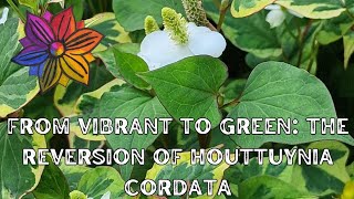 From Vibrant to Green The Reversion of Houttuynia Cordata [upl. by Ttirb]