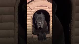 Huge Cane Corso Beast canecorso [upl. by Ainad]