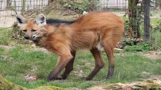 Mähnenwolf  Maned Wolf  Zoo Dortmund [upl. by Baalman]