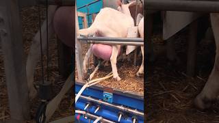 Saanen Goat big milker  saanen Goats milking shorts viralvideo [upl. by Ailasor]