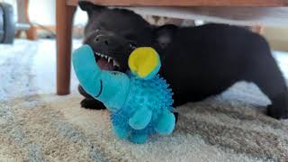 Adorable Schipperke Puppys Playtime Extravaganza Rolling and Romping with Chew Toy Fun [upl. by Garris]