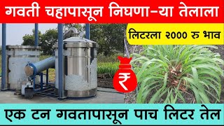 गवती चहा पिकात सातत्य ठेवा लाखों रुपये कमाईची हमी  Citronella  Oil  Benefits  herbal  Tea [upl. by Kennith915]