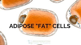 Types of Adipose Tissue Adipocytes and Fat Stem Cells [upl. by Gauldin755]