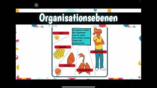 Organisationsebenen Lebewesen [upl. by Glenn]