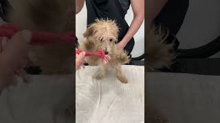 4 Months old Poodle first haircut [upl. by Nilre]