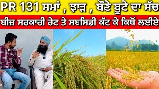 PR 131 Paddy Variety ਬੌਣੇ ਬੂਟੇ ਦੀ ਸਮੱਸਿਆ ਦਾ ਅਸਲ ਸੱਚ [upl. by Nnahsal]