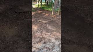 Large venomous snake slithering in a central Georgia park Timber rattlesnake Crotalus horridus [upl. by Nanette759]