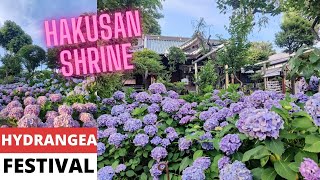 HYDRANGEA FESTIVAL  HAKUSAN SHRINE  BUNKYO CITY TOKYO  JAPAN TRAVEL VLOG  MAMUN CHOWDHURY [upl. by June]