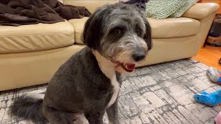 Harley the bordoodle honing his ball finding skills in the house on a rainy day🌧️🎾👀 [upl. by Mick]