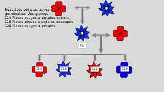 EX BRASSAGE FLEURS 2° version [upl. by Tod]