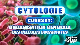 CYTOLOGIE 1ère année  Organisation Générale des Cellules Eucaryotes [upl. by Acissj]