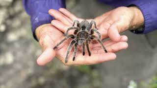 10 Biggest Spiders In The World [upl. by Isle]