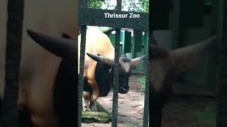 Explore the Second Largest Zoo in Kerala zoo thrissur [upl. by Einahpets784]