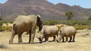 Rhinos and Elephant Aquila Game Reserve [upl. by Enomrej]