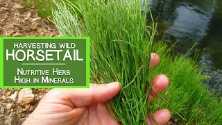 Harvesting Wild Horsetail Plant A Nutritive Herb High in Minerals [upl. by Naahs356]