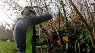 Pollarding a Hazel [upl. by Gerrard]