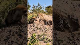 Warthog  Leopard  Hyena  Wildlife wildlife youtubeshorts safaritour [upl. by Isabelita]