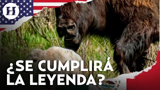 ¡Nace un búfalo blanco en Yellowstone Conoce la leyenda detrás del nacimiento [upl. by Enovi]