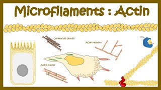 Actin polymerization Micro filament assembly [upl. by Kurtis]