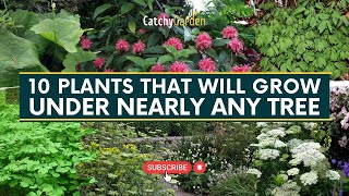 Best 10 Plants That Will Grow Under Nearly Any Tree 🌳🌸🍃  Gardening Tips [upl. by Lletnahs]