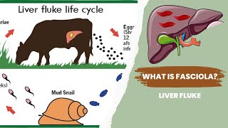 The Shocking Secrets of Fasciola Life Cycle Revealed [upl. by Lachance]