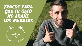 ¿Cómo evitar que tu gato arañe los muebles [upl. by Shulins]