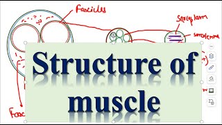 Locomotion and Movements Structure of muscles Part3 [upl. by Eleynad417]