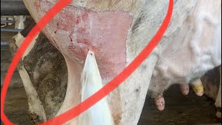 ABSCESS BURSTİNGDEVASA APSE PATLATMA VAKASI [upl. by Nednal300]