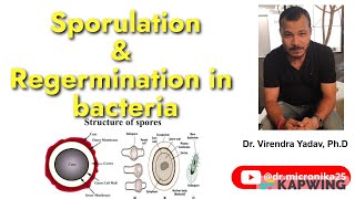 Sporogenesis I Regermination I Sporulation in bacteria I Endospores and Exospores Audio [upl. by Ardnuhsor634]