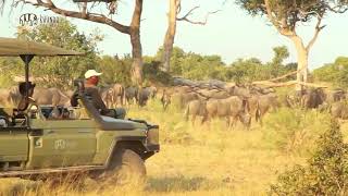 Lebala Camp Kwando Safaris [upl. by Nomannic]