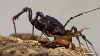 Red Devil Harvestmen eats a roach [upl. by Nosro944]