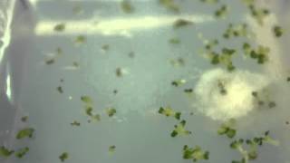 seed germination with contaminant [upl. by Charleen]