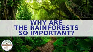 Why are the Rainforests So Important Science Education [upl. by Barret]