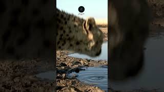 Cheetah CloseUp Hydrating in Etosha wildlife animals etoshanationalpark safariadventure [upl. by Ayyidas]