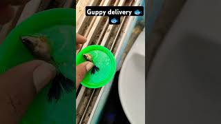 Guppy delivery 🐟🐟youtubeshorts fishtankvlog viralvideo aquarium viralvideo minivlog [upl. by Rudin88]