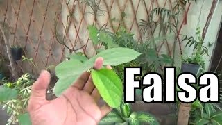 How to Care Falsa Plant  I Am Growing Grewia Asiatica Plant  Fruit Plant Urduhindi [upl. by Tacye]