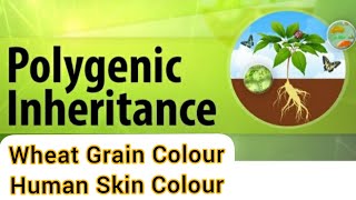 Polygenic Inheritance Wheat Kernels Colour Human Skin Colour BiologyClass 12 [upl. by Crin]