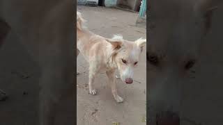 dog doglover funny shorts viralshorts [upl. by Hairehcaz759]