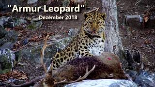 DIAMIR  Russland  AmurLeopard [upl. by Inwat501]