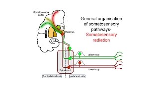 Ascending somatosensory pathways [upl. by Notak]