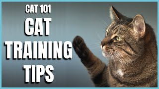 Cats 101  Basic Cat Training Tips [upl. by Mccord]