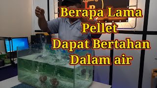 test Pellet 920 peram 2 hari apa akan jadi di dalam air [upl. by Evette]