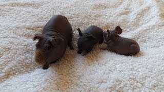 Hairless Guinea Pig amp Cute Babies [upl. by Adiana]