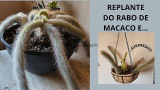 REPLANTANDO RABO DE MACACO E [upl. by Eichman]