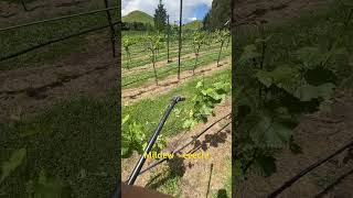 Spring in the vineyard 2 spraying [upl. by Nayllij]