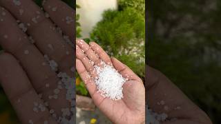 Most important fertiliser for plant❤️ Fertiliser khaad UreaFertiliser Gardening Plant Trick [upl. by Kiona]