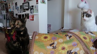 Cats react to butterflies [upl. by Etteiram]